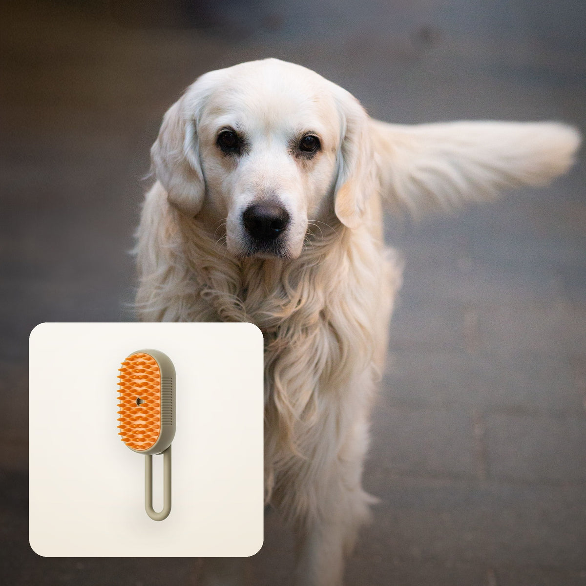 Photograph of a dog with the 3-in-1 Steam Grooming Brush for Cats and Dogs shown in an inset panel