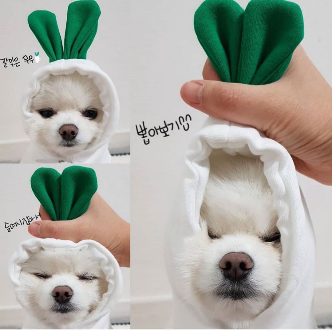 Three-panel collage carrying burned-in supplier text in Korean, showing a small white dog in a white radish hoodie with a green leafy hood, two of the panels with a hand gripping the leaves while the hood is on the dog's head