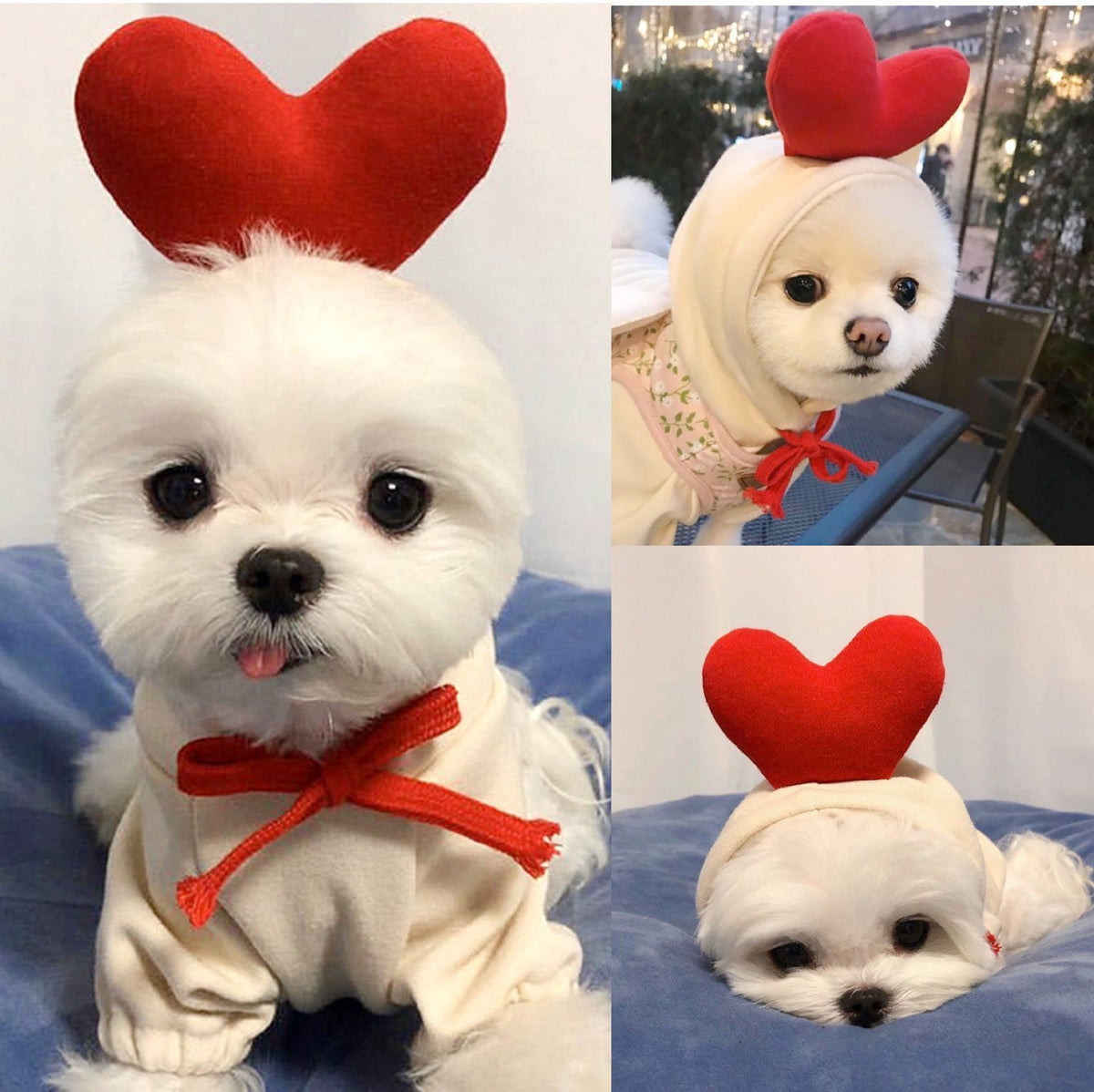 Three-panel collage of two different white long-coated dogs in the cream hoodie with a padded red heart on the hood and a red tie, one panel showing that hood worn over a pink floral top