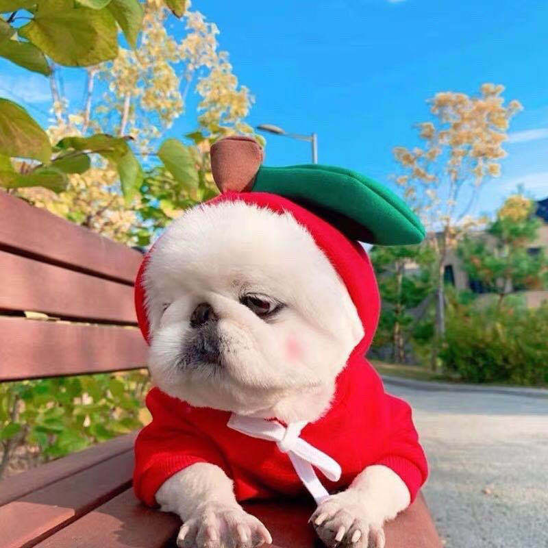 White flat-faced dog resting on a wooden park bench in a red apple hoodie with a brown stem and green leaf on the hood