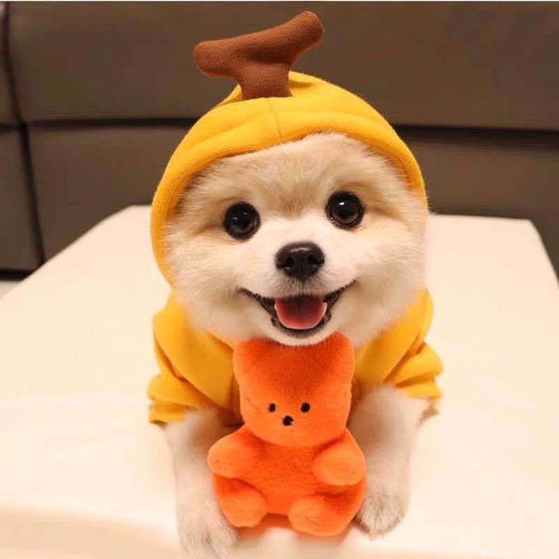 Fluffy cream dog on a white table in a yellow hood with a brown stalk, an orange plush toy bear propped between its front paws
