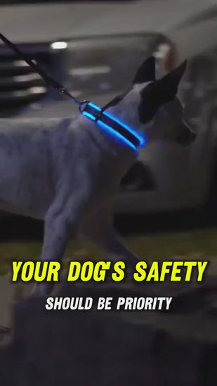 Adjustable Light-Up LED Dog Collar for Night Walks