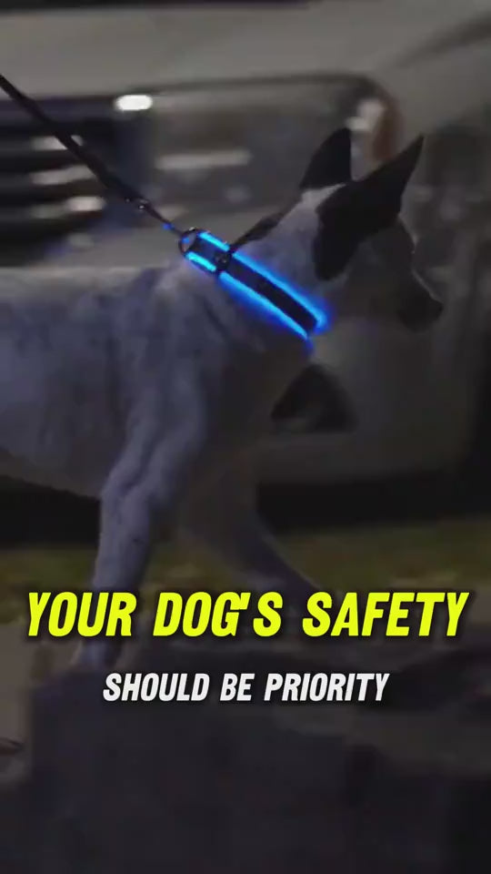 Adjustable Light-Up LED Dog Collar for Night Walks