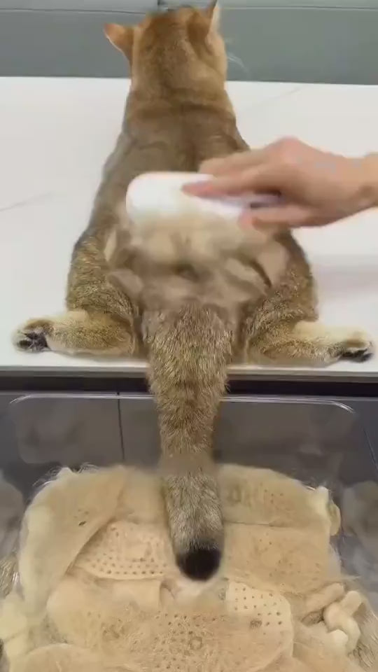 A ginger cat groomed with the white steam brush, the brush rinsed under water, and the loose fur it lifts collected on the mat