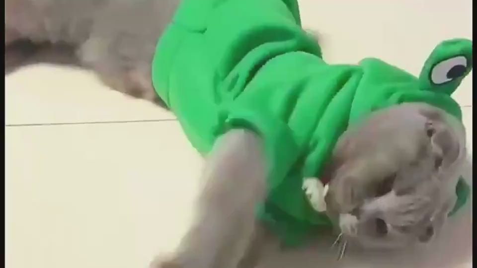 Novelty Hooded Jumper for Small Dogs, Seven Hood Designs