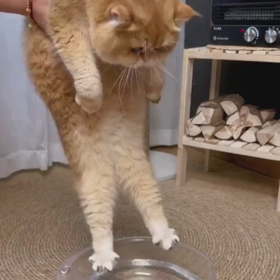 The steam brush reservoir filled from a bowl, then used on a golden British Shorthair, with the shed fur gathered beside it