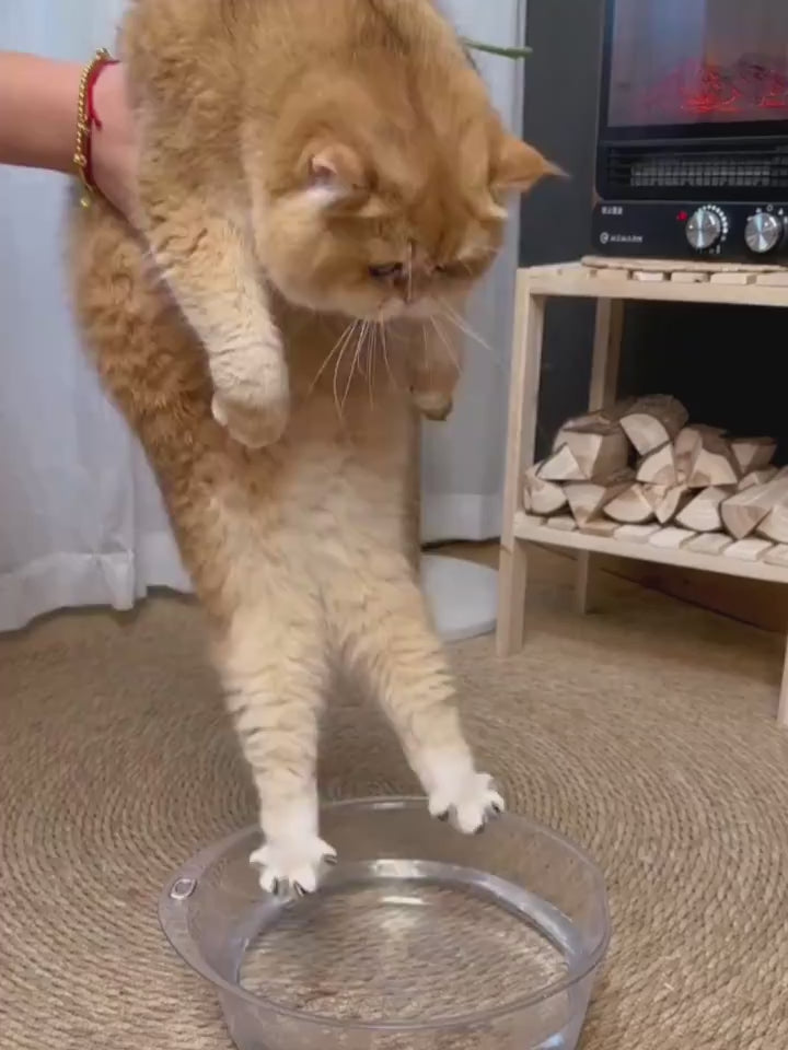 The steam brush reservoir filled from a bowl, then used on a golden British Shorthair, with the shed fur gathered beside it
