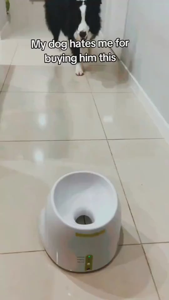 Automatic Ball Launcher for Dogs Who Bring It Back