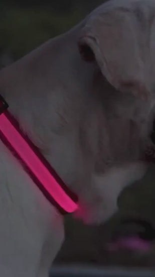 Adjustable Light-Up LED Dog Collar for Night Walks