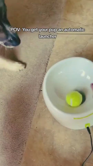 Automatic Ball Launcher for Dogs Who Bring It Back