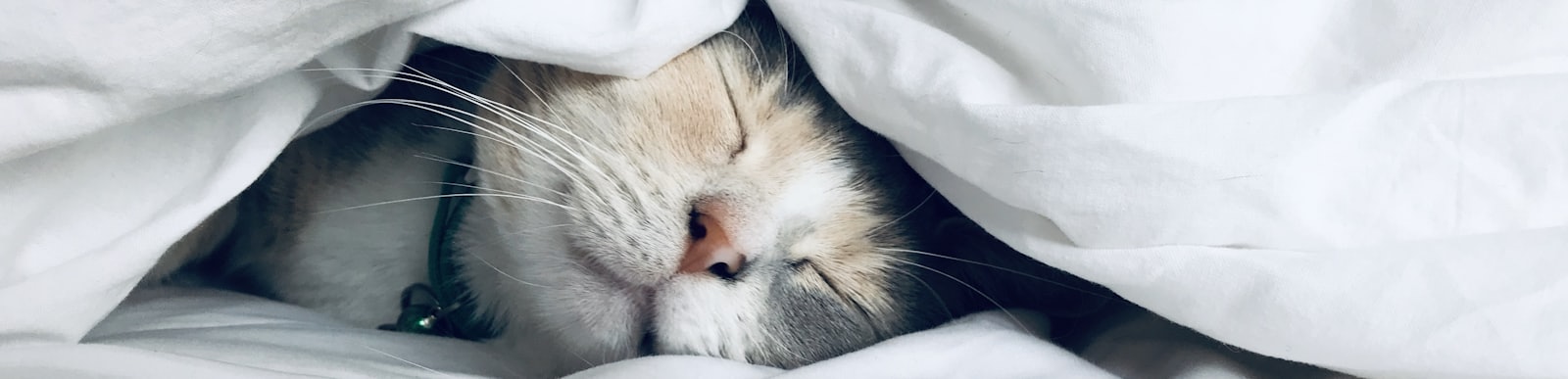 Cat asleep under a white comforter