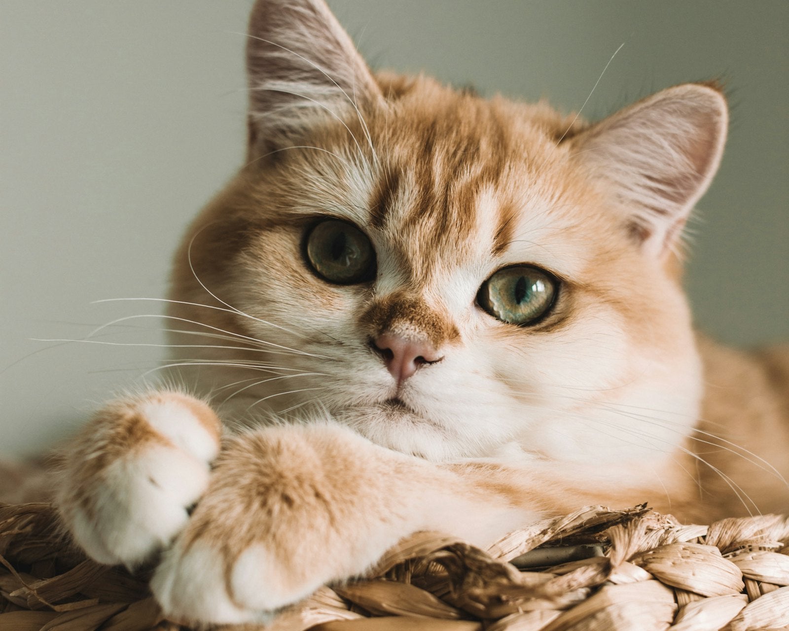 Orange tabby cat curled in a woven basket
