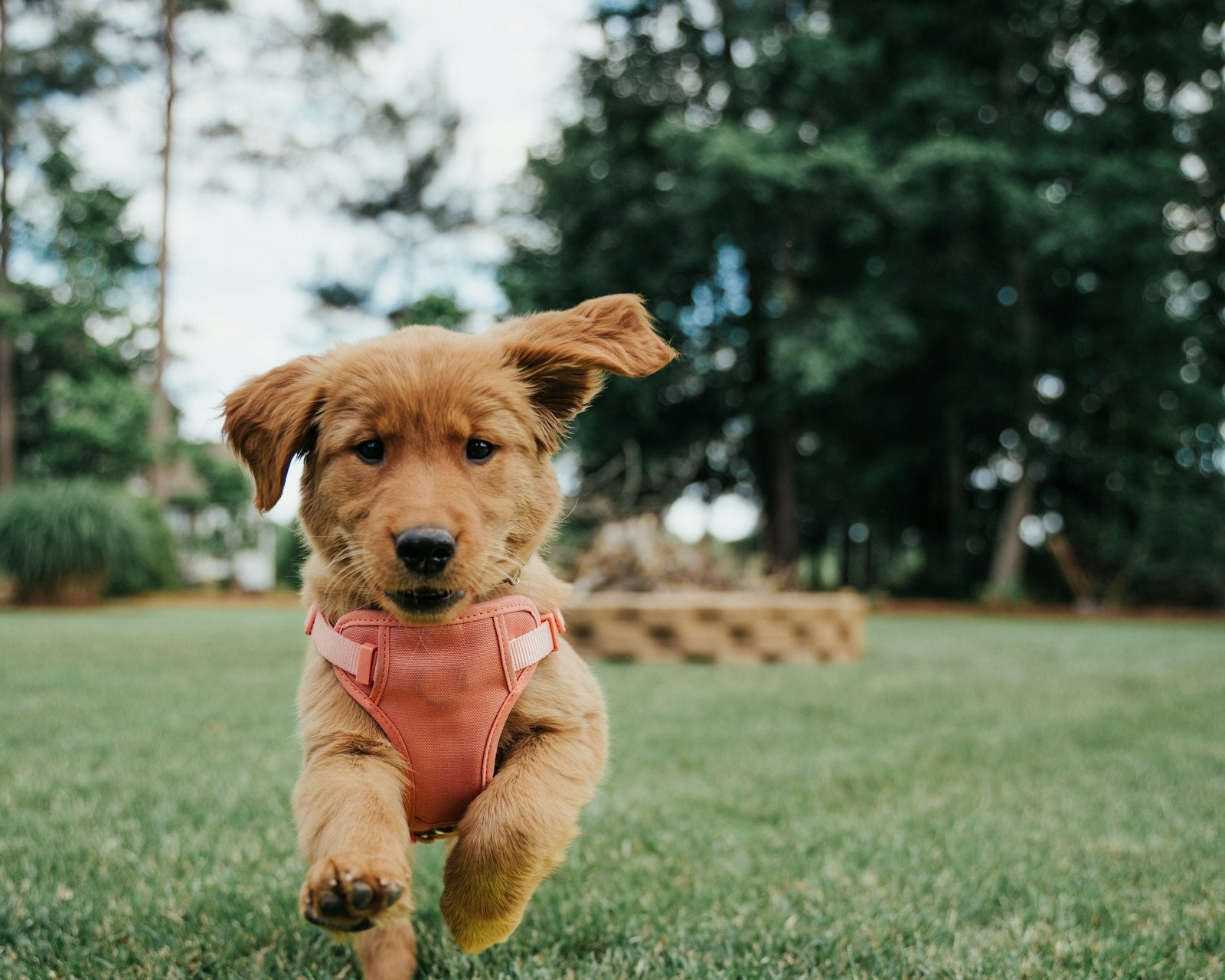 Smiling puppy looking at the camera