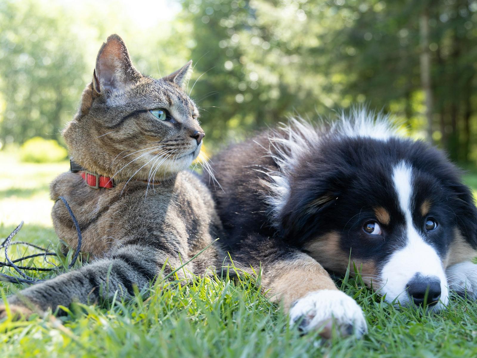Tabby cat and a black and tan puppy lying together in the grass